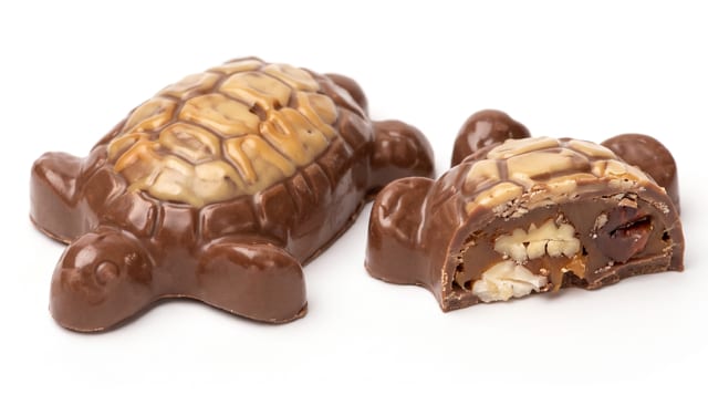 Yellow Turtle