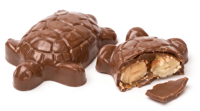 Brown Turtle
