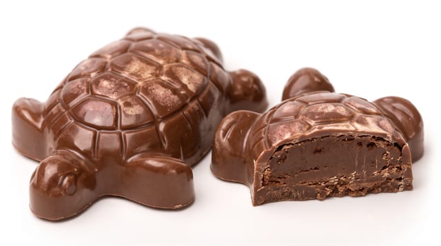 Purple Turtle